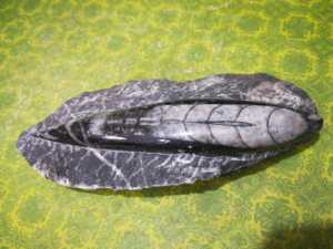 大震旦角石摆件古生物化石教学标本奇石原石宝石收藏品手把件菊石