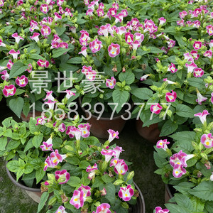 矮牵牛花进口花苗成都苗圃冰淡紫冰淡粉植物盆栽工程庭院绿植易活