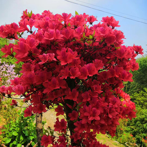 国旗红映山红杜鹃精品熟桩盆景净化空气室内庭院阳台种植带盆包邮