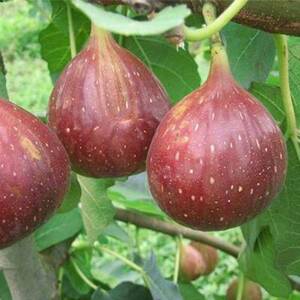 黑爵士日本紫果早黄皮无花果树果苗带果带土特大无花果苗当年结果