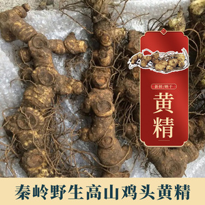 新鲜黄精野生品种黄精现挖现发秦岭山中药材鸡头正品老虎姜黄金