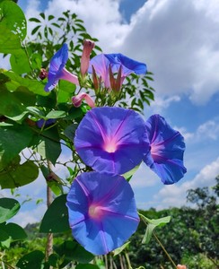 美国进口巨型蓝紫变色大花牵牛花苗爬藤阳台庭院拱门宿根多年生