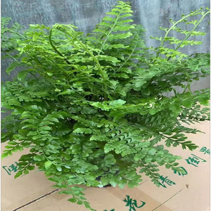 吉姆蕨澳洲宝石蕨绿植盆栽波士顿蕨霸王蕨四季常青净化空气吸甲醛