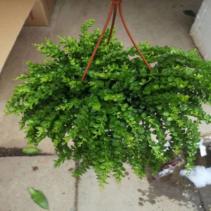 百万心吊兰植物常青盆栽 室内阳台植物 耐阴垂吊植物串钱藤纽扣玉