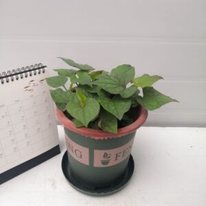 鱼腥草盆栽折耳根新鲜凉拌可食用蔬菜阳台桌面水培植物香草料种苗