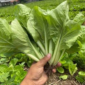 湖北农家新鲜蔬菜小白菜嫩叶菜秧小青菜煮汤清炒火锅食用2斤包邮
