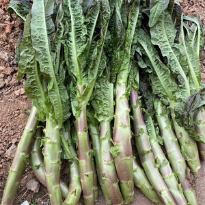 湖北新鲜莴笋紫叶小莴苣绿叶莴笋农家露天种植当季蔬菜3斤包邮