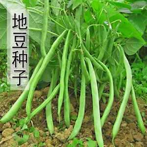 地豆种子精选豆角天马无架豆春季秋季早熟高产抗病四季播盆栽蔬菜