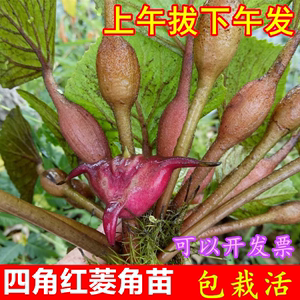 水生植物四角红菱角种子苗 两角老红棱角种 黑凌角种子绿植包邮