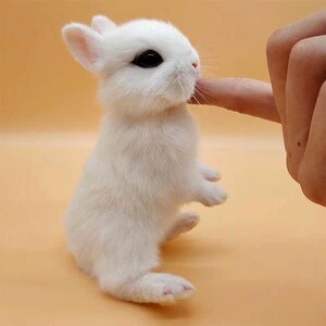 真的动物小白兔网红巨型安哥拉兔巨兔活体长毛兔子活物兔子宠物