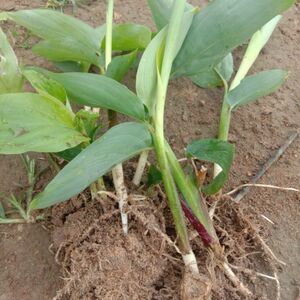 广东特产竹薯苗冬薯苗竹根薯苗庭院坡地种殖现挖现发包邮