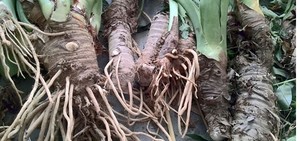 新鲜现采现发 假海芋 尖尾峰 野芋头 是售根头部 500g