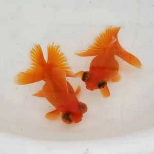 蝶尾金鱼精品反翘蝴蝶鱼冷水淡水招财蚕豆眼龙睛熊猫红蝶奶牛鱼苗