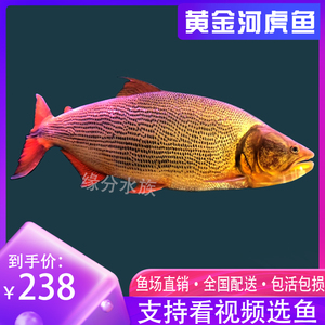 黄金河虎巴西红尾龙鱼配鱼观赏鱼练手鱼活体大型凶猛鱼水虎鱼苗