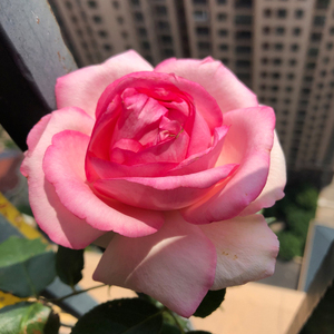 【伊芙华尔兹月季】伊芙华尔兹月季品牌,价格 - 阿里巴巴