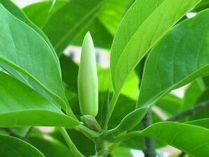 售罄夕园臻品 白玉兰叶精油 5ml 祛湿 止痰 芬芳宜人