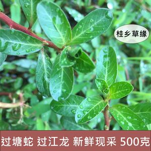 新鲜过塘蛇 现采 过江龙 过沟龙 过塘蛇 生鲜 中草药 过江藤 包邮