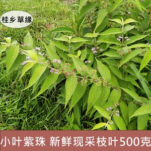 新鲜小叶紫珠 裸花紫珠 广西中草药 异叶紫珠 现采现发 500克枝叶