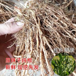现挖 尿珠子根 薏苡根 草珠子根 佛珠子根 薏米根 新鲜 纯根500克