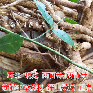 两面针中草药根