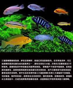 观赏鱼小型热带鱼凶猛鱼雪鲷凤凰三湖慈鲷鱼非洲王子雪中红蓝斑马