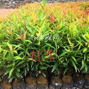 红车树苗富贵红四季常绿风景树别墅绿化塔形彩叶树苗盆栽盆景植物