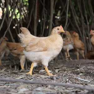 正宗童子鸡农家草饲谷饲180天散养未打鸣童子鸡活鸡现杀新鲜直达