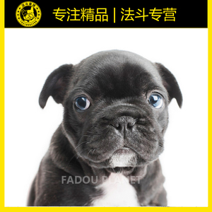 北京犬舍赛级纯种蓝灰色法国斗牛犬幼犬活体双血统出售法斗小法牛