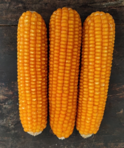 大别山传统老品种小金黄非转基因玉米种农家可留种自产玉米粒1斤