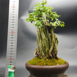 榆树盆景 附石 小叶红芽榔榆盆栽 白皮榆 艺术造型 怪异根脚 实拍