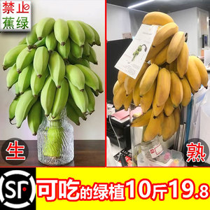 水培香蕉禁止蕉绿虑正宗苹果芭焦新鲜小米10斤拒绝静止自然熟绿植