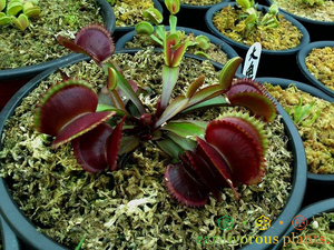 00繁花秘境旗舰店天猫红鲨鱼捕蝇草【全红食人花三角齿贴地品种绿植