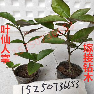 叶仙人掌 木麒麟 叶仙小苗 嫁接蟹爪兰 砧木带土发货包邮