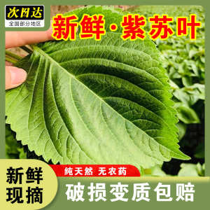 新鲜苏子叶现摘紫苏叶酱咸菜东北绿鲜苏叶粘豆包食用韩式泡菜烤肉