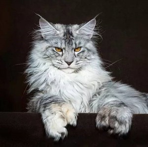 缅因猫幼猫纯种巨型缅因库恩猫赛级烟灰银虎斑幼崽宠物猫咪活物