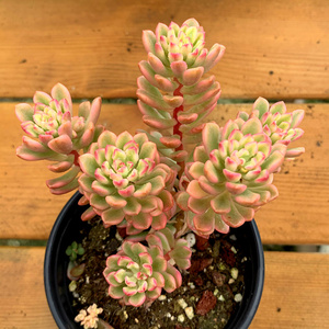 精品多肉植物园新品/塔洛克锦大群生/办公室吸甲醛防辐射奇趣盆栽