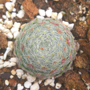 萱萱多肉植物园【羊绒草莓】办公室阳台绿植花卉吸甲醛防辐射盆栽