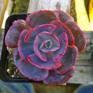 红粉台阁多肉