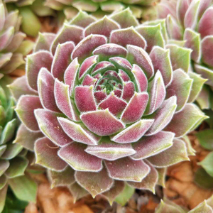 萱萱多肉植物园【芙蓉卷娟】办公室阳台绿植花卉吸甲醛防辐射盆栽