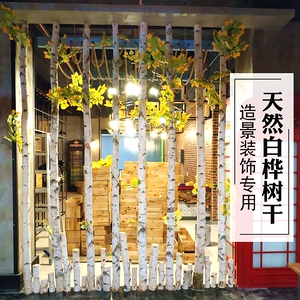 天然白桦树装饰树干原木树枝树杈枯树橱窗北欧风餐厅隔断玄关屏风