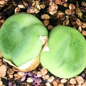 番杏科 肉锥 芬妮水晶鞋 sh.1212 多肉 2年 新品2018 lily