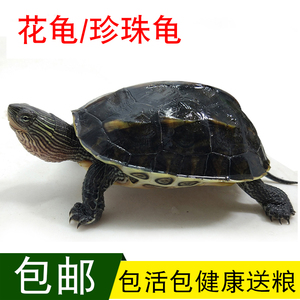 乌龟活体包邮台湾花龟外塘小珍珠龟宠物六线草龟苗水陆观赏长寿龟