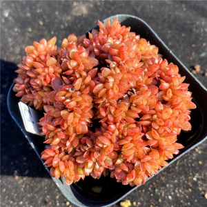 糖果缀化 多肉植物 群生 一物一拍 办公室阳台盆栽绿植组合拼盘