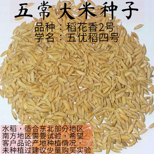 五常大米种子 水稻 种子 五优稻4号 稻花香2号 东北大米种子 水稻