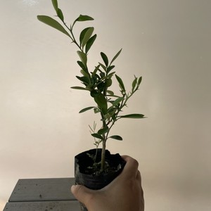 金豆小苗金豆苗金豆盆景苗常青桌面观果小品苗品种苗金豆小品盆景