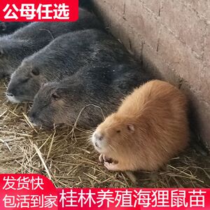 活体海狸鼠幼崽养殖活物买一对公母竹鼠海狸鼠鼠苗宠物大型鼠种苗