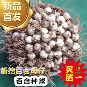 002021新采宜兴新鲜百合籽5斤包邮农家天然无硫食用功效大