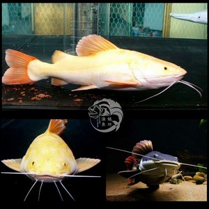 观赏鱼招财猫金猫鱼黄金招财猫活体红尾鲶短猫短身招财猫大型低栖