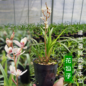 名贵高档矮种东方荷花仙子盆栽建兰四季兰花苗夏季带花苞