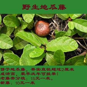 00 4人付款  淘宝 野生地枇杷藤 地瓜藤 地石榴 药用老藤 新鲜中药材